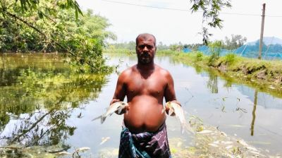 কালীগঞ্জে পুকুরে বিষ প্রয়োগ ৫ লাখ টাকার মাছ নিধন