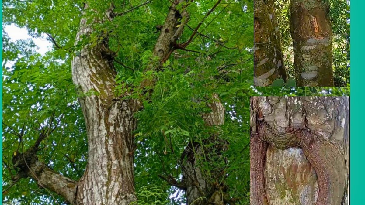 তাড়াশ-রানিরহাট সড়কের গাছ কাটা নিয়ে পরিবেশবিদদের উদ্বেগ
