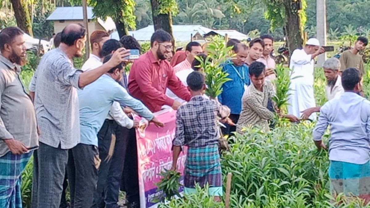 লামায় ১ লাখ ৫৫ হাজার ইউক্যালিপটাস-আকাশমণি চারা ধ্বংস