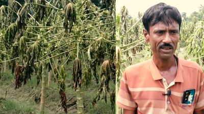 পেঁপে জমিতে দুর্বৃত্তের হানা! মুহুর্তেই নিঃস্ব কৃষক হাফিজ
