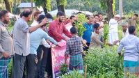লামায় ১ লাখ ৫৫ হাজার ইউক্যালিপটাস-আকাশমণি চারা ধ্বংস