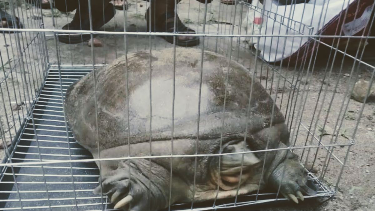 ঠাকুরগাঁওয়ে কৃষকের বাড়ি থেকে বিপন্ন প্রজাতির কচ্ছপ উদ্ধার