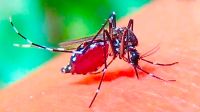 ২৪ ঘণ্টায় ডেঙ্গুতে আক্রান্ত ১৬৪