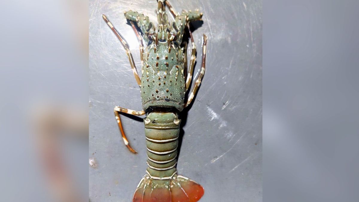 চরফ্যাসনে ধরা পড়ল বিরল সামুদ্রিক লবস্টার