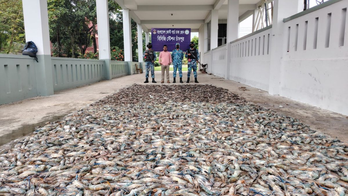 চাঁদপুরে ৪৫ মণ জেলিযুক্ত চিংড়ি জব্দ