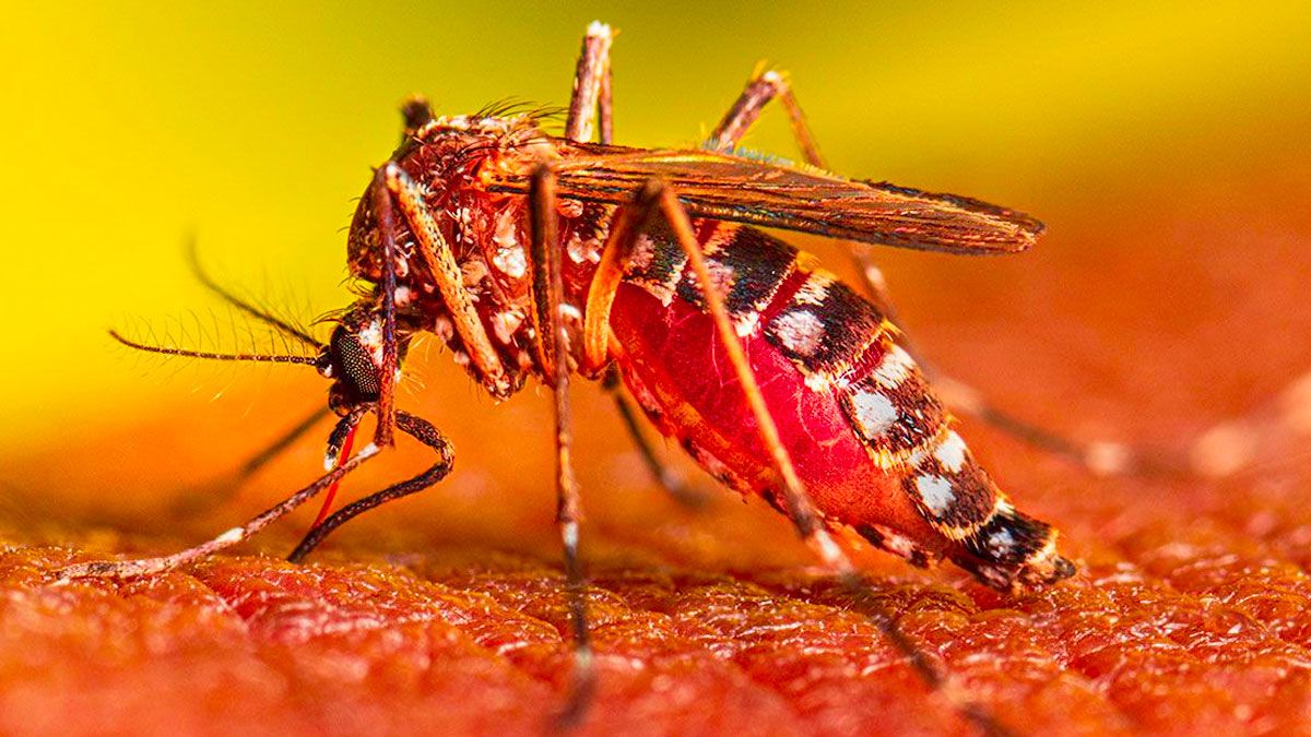 ২৪ ঘণ্টায় ডেঙ্গুতে মৃত্যু ৩, আক্রান্ত ৩১৯