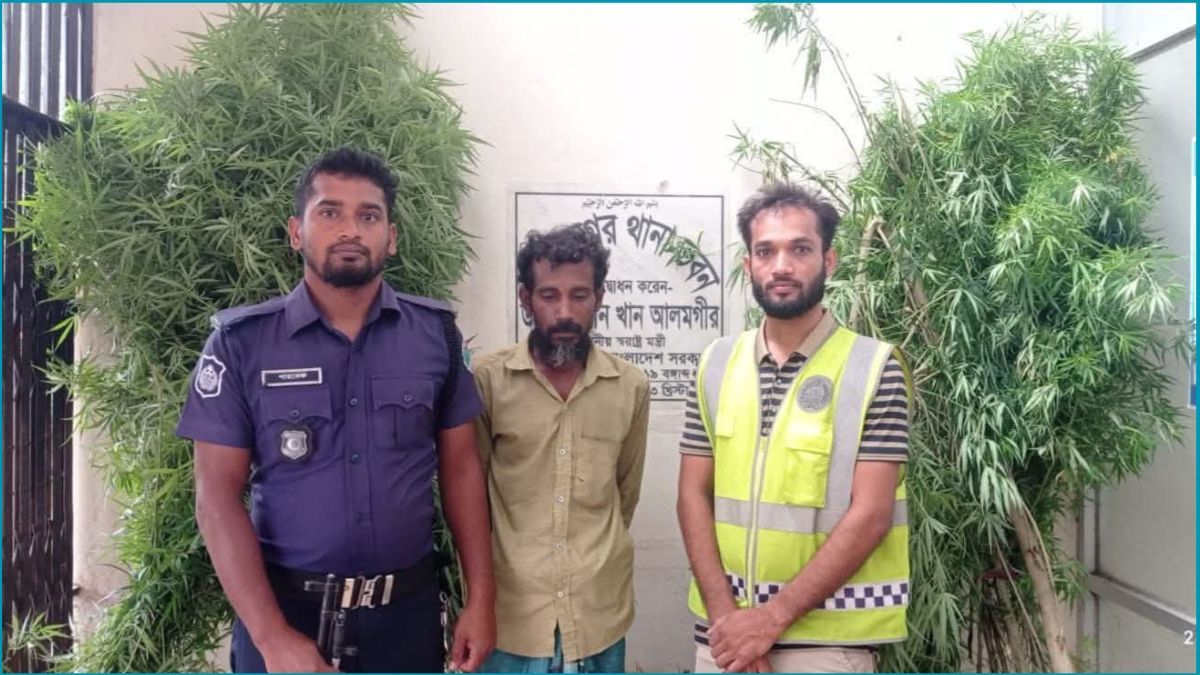 মুজিবনগরে বসতবাড়ির পেছনে গাঁজা চাষ, আটক ১