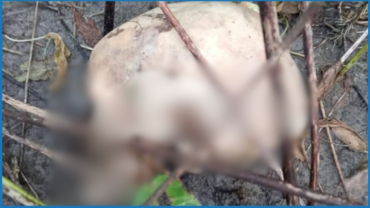 বগুড়ায় পাটক্ষেত থেকে অজ্ঞাত কঙ্কাল উদ্ধার, এলাকায় চাঞ্চল্য