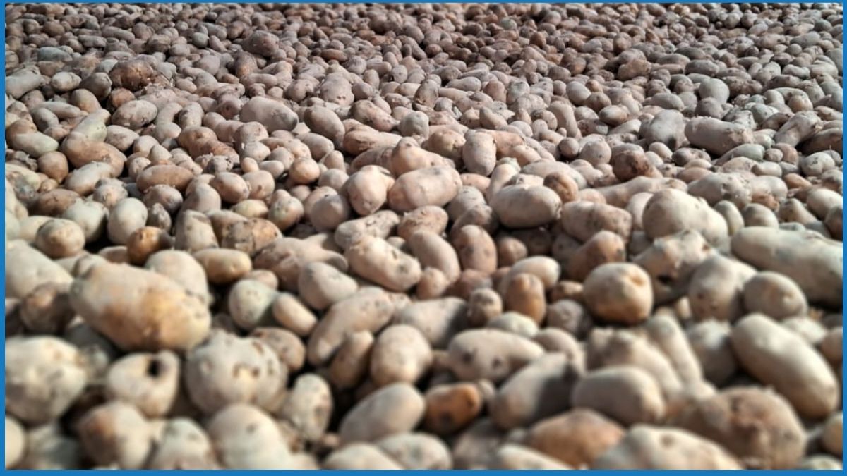 মুন্সীগঞ্জে আলুর দরপতনে পুঁজি হারিয়ে দিশেহারা কৃষক