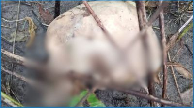 বগুড়ায় পাটক্ষেত থেকে অজ্ঞাত কঙ্কাল উদ্ধার, এলাকায় চাঞ্চল্য