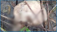 বগুড়ায় পাটক্ষেত থেকে অজ্ঞাত কঙ্কাল উদ্ধার, এলাকায় চাঞ্চল্য