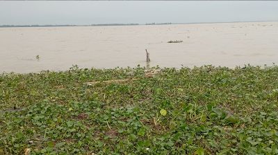 যমুনায় দ্রুত বাড়ছে পানি, প্লাবিত নিম্নভূমি