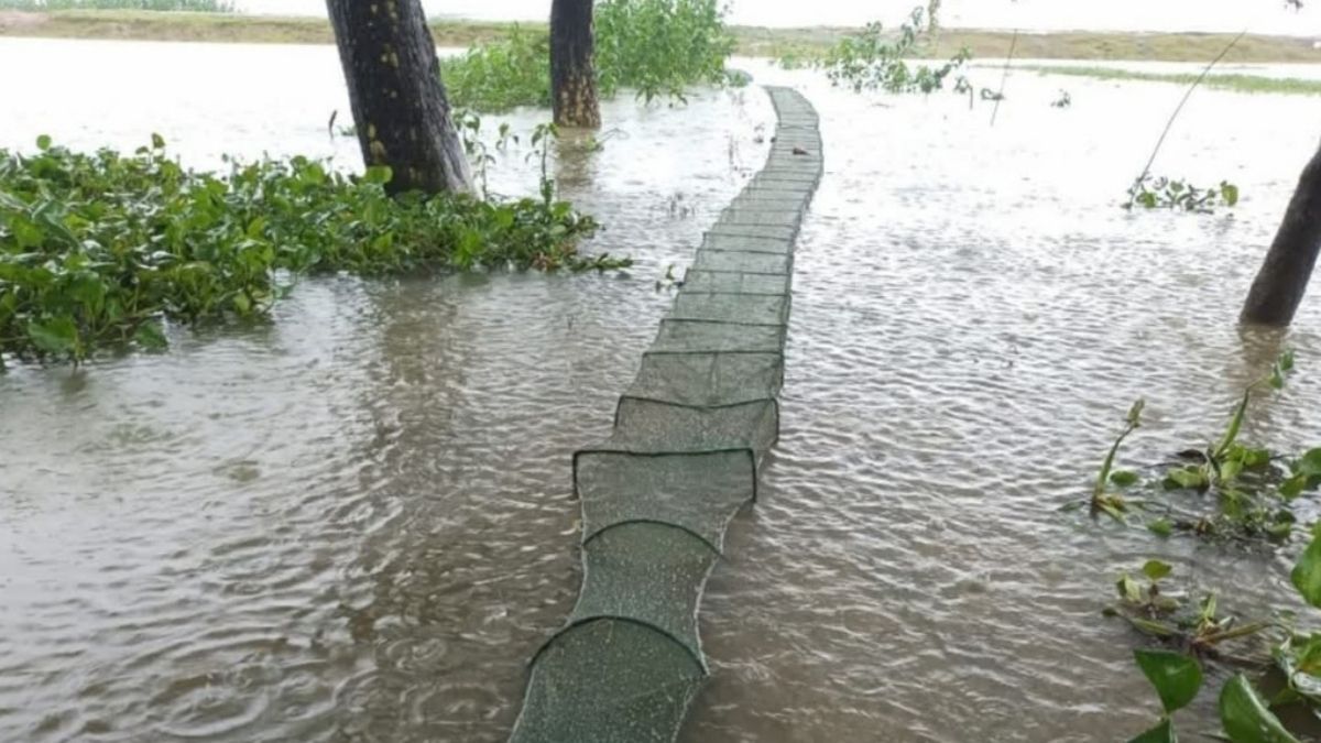 টাঙ্গুয়ার হাওরে বিপন্ন দেশীয় মাছ, ধ্বংস হচ্ছে জীববৈচিত্র্য