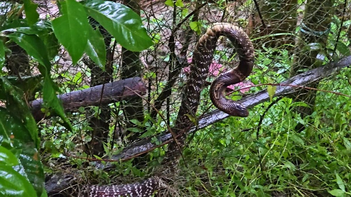 কুয়াকাটায় জালে আটকা পদ্মগোখরা বনে অবমুক্ত