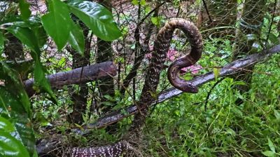 কুয়াকাটায় জালে আটকা পদ্মগোখরা বনে অবমুক্ত