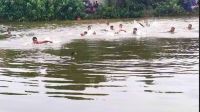 নাগেশ্বরীতে জমজমাট হাঁস ধরা প্রতিযোগিতা