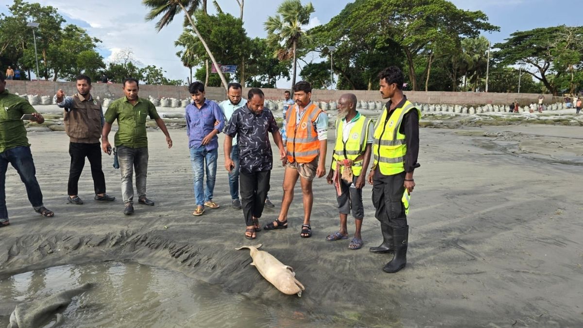 জলবায়ু পরিবর্তনে কুয়াকাটায় ডলফিনের মৃত্যু বাড়ছে