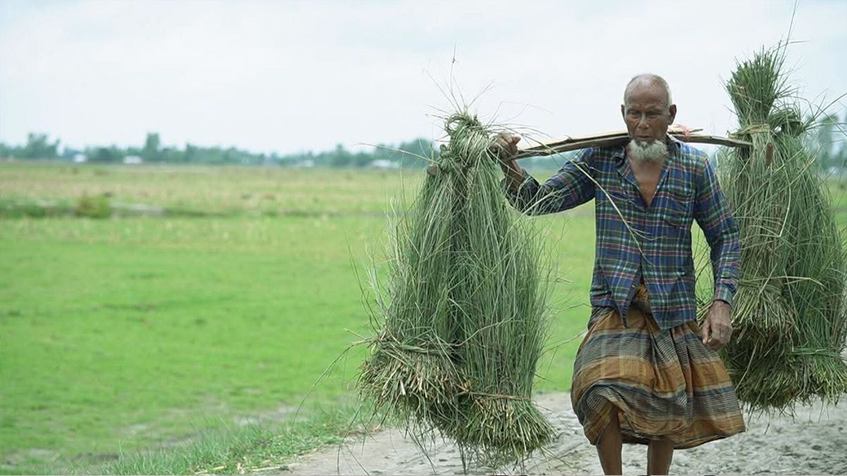 ঘাস বিক্রির টাকায় চলে শফিকুলের সংসার!