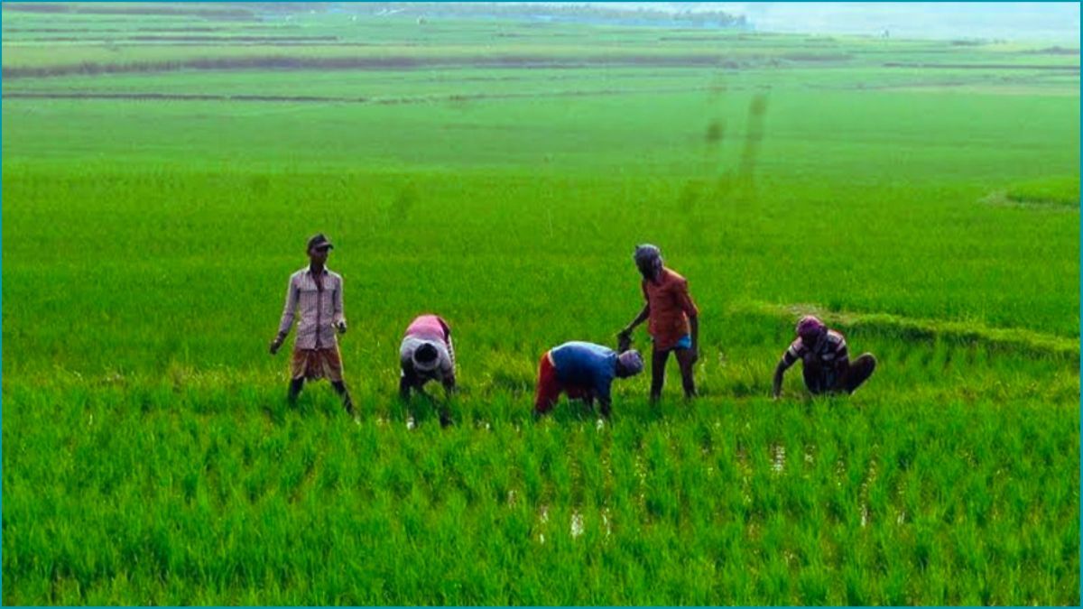 এডব্লিউডির আওতায় আসছে ১০ লাখ হেক্টর ধানি জমি