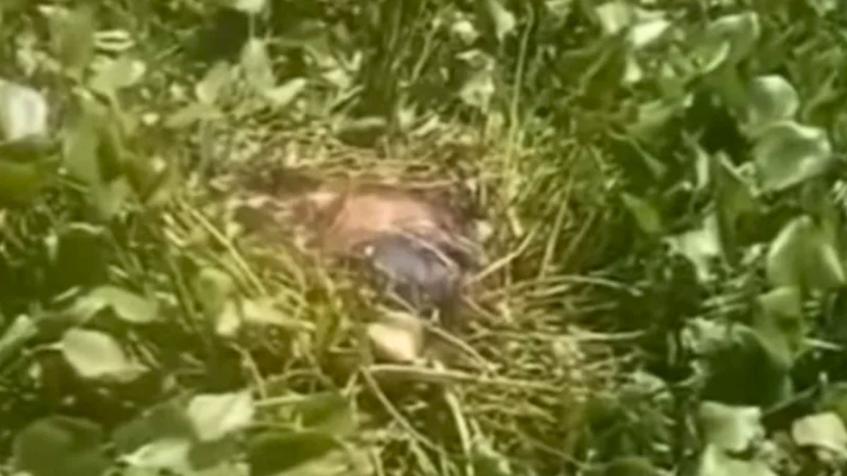 নড়াইলে অজ্ঞাত কিশোরীর অর্ধগলিত মরদেহ উদ্ধার