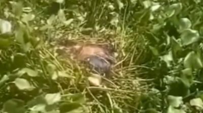 নড়াইলে অজ্ঞাত কিশোরীর অর্ধগলিত মরদেহ উদ্ধার