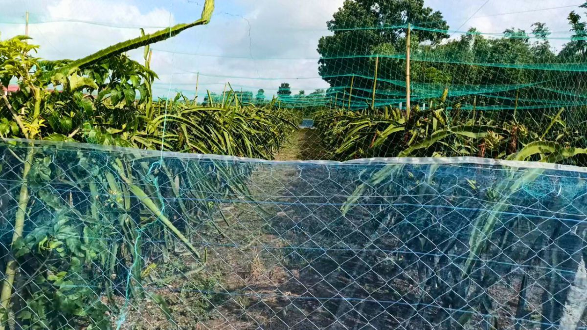 শেয়াল ঠেকাতে ড্রাগন বাগানে বৈদ্যুতিক ফাঁদ, প্রাণ গেল গরু ও কৃষকের