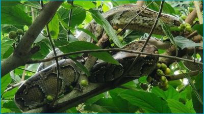 কুড়িগ্রামে গাছে উঠে পড়া ১০ ফুটের অজগর সাপ উদ্ধার