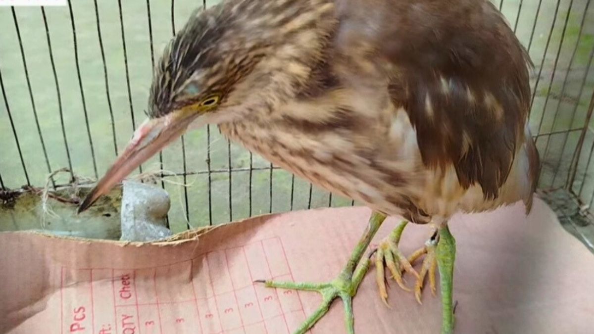 কুড়িগ্রামে দেখা মিলল চার পা-ওয়ালা কানি বকের