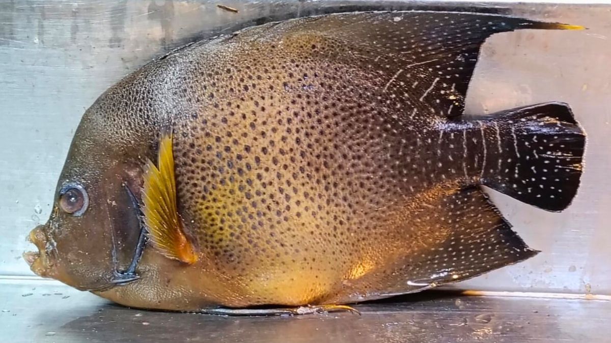 কুয়াকাটায় জেলের জালে ধরা পড়ল বিরল প্রজাতির অ্যাঞ্জেলফিশ