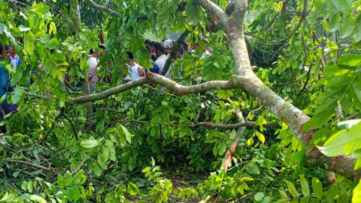 লালমনিরহাটে গাছ কাটতে গিয়ে রিকশাচালকের মৃত্যু