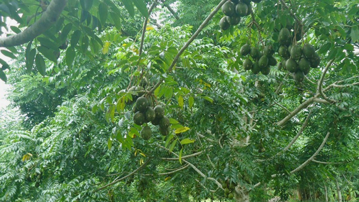 আমড়া গাছ থেকে পড়ে আমড়া ব্যবসায়ীর মৃত্যু