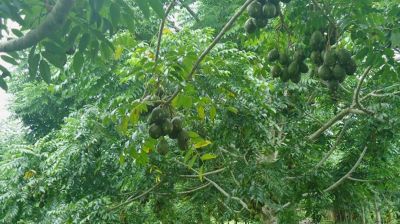 আমড়া গাছ থেকে পড়ে আমড়া ব্যবসায়ীর মৃত্যু