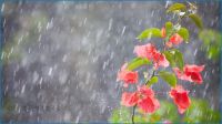 ঢাকা ও আশপাশে বজ্রসহ বৃষ্টির পূর্বাভাস