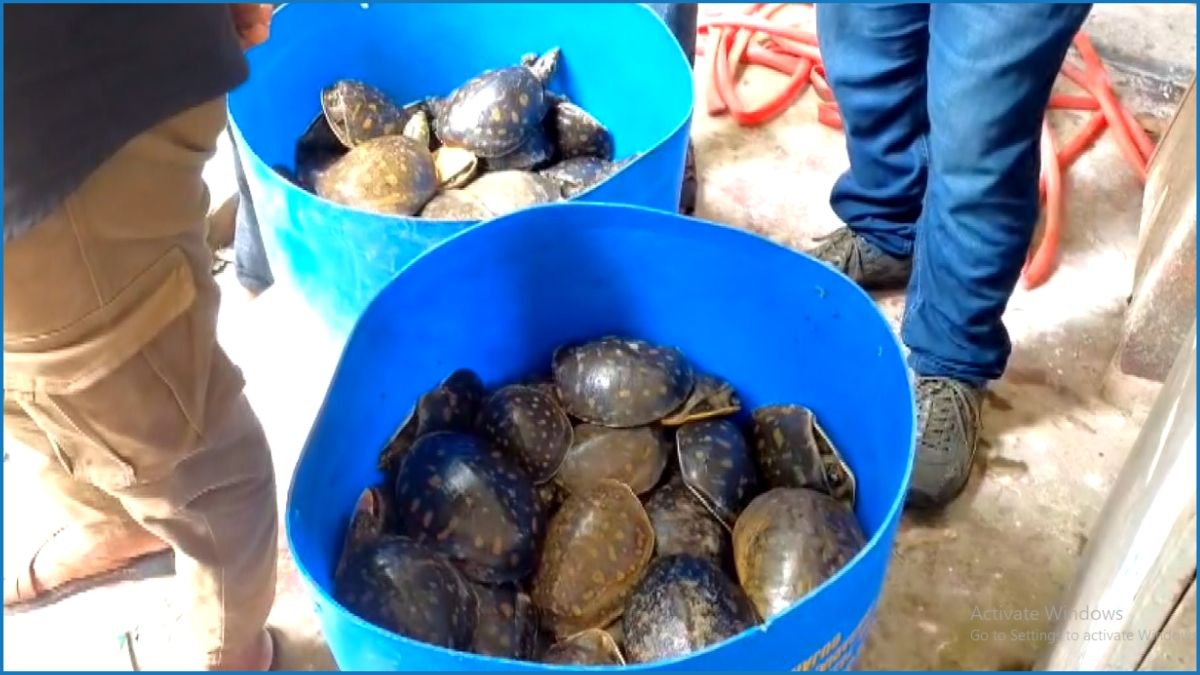 নোয়াখালীতে ৪২৫টি কচ্ছপ উদ্ধার