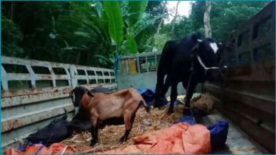 চোরাই গরু-ছাগলসহ ট্রাক রেখে পালাল চোরচক্র