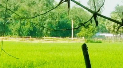বিরামপুর সীমান্তে রাতের আঁধারে বেড়া, আতঙ্কে স্থানীয়রা