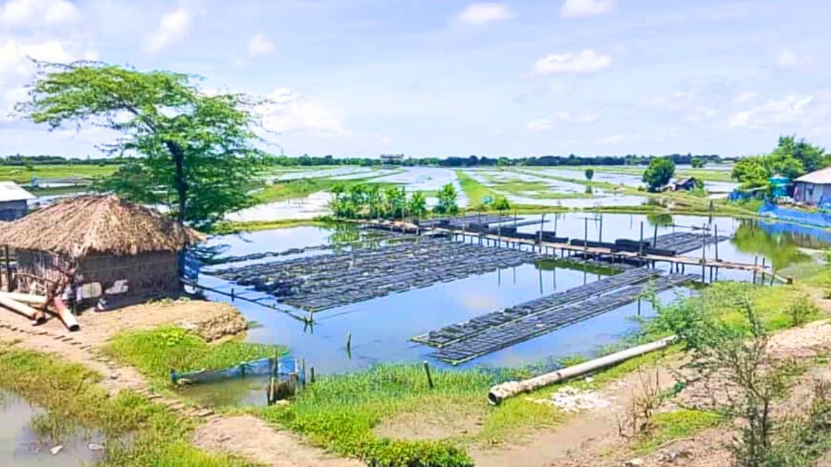লোনা পানি সংকটে চিংড়ি-কাঁকড়া উৎপাদন হ্রাসের আশঙ্কা