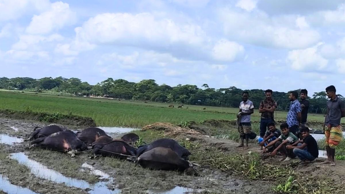 বাউফলে মাছ ধরতে পানিতে বিষ প্রয়োগ, ৯ মহিষের মৃত্যু