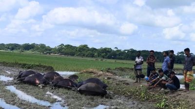 বাউফলে মাছ ধরতে পানিতে বিষ প্রয়োগ, ৯ মহিষের মৃত্যু