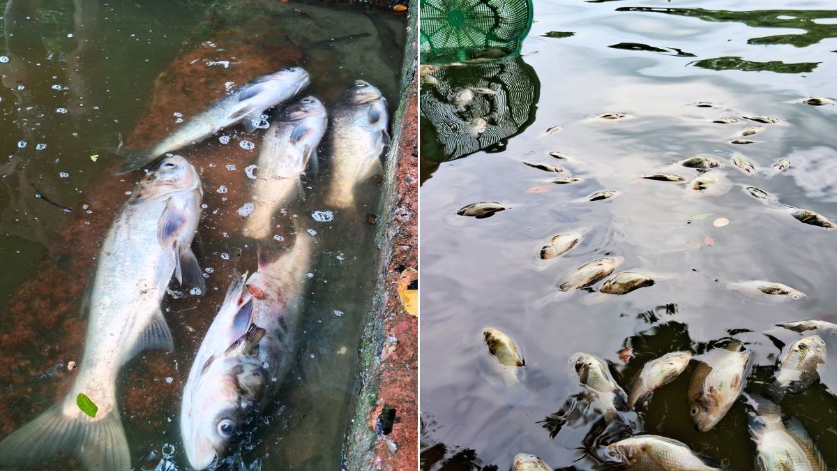 টংগিবাড়ীতে বিষ প্রয়োগে মাছ নিধন, ক্ষতি ১২ লাখ টাকা