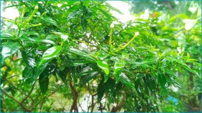 ঢাকার বাতাসের মান ‘সহনীয়’
