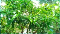 ঢাকার বাতাসের মান ‘সহনীয়’