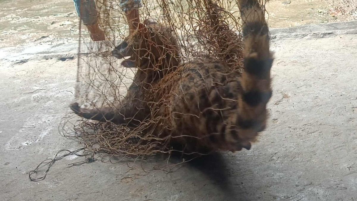 নাটোরে ‘গন্ধগোকুল’ উদ্ধার করল পরিবেশকর্মীরা