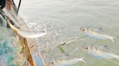 ৪ অক্টোবর থেকে ২২ দিন ইলিশ ধরা বন্ধ
