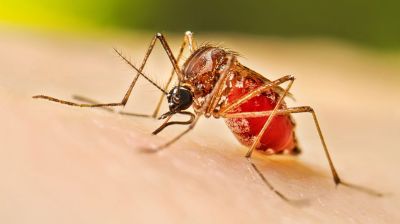 ডেঙ্গুতে ২ জনের মৃত্যু, হাসপাতালে ভর্তি ৩৯৬