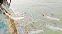 ৪ অক্টোবর থেকে ২২ দিন ইলিশ ধরা বন্ধ
