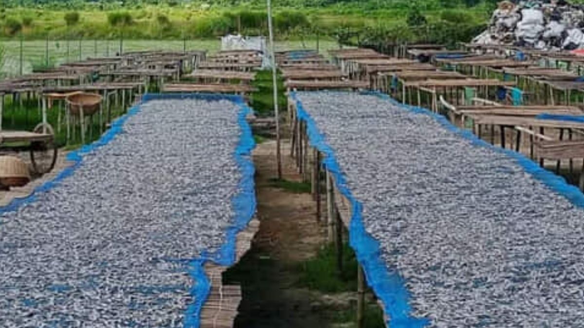 চলনবিলে বিপর্যস্ত শুঁটকি শিল্প, শঙ্কায় ৫ শতাধিক শ্রমিক