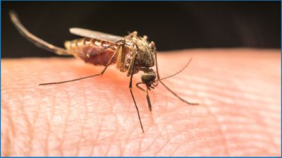 ডেঙ্গুতে ১ দিনে মৃত্যু ৯, হাসপাতালে ভর্তি ১০৪২