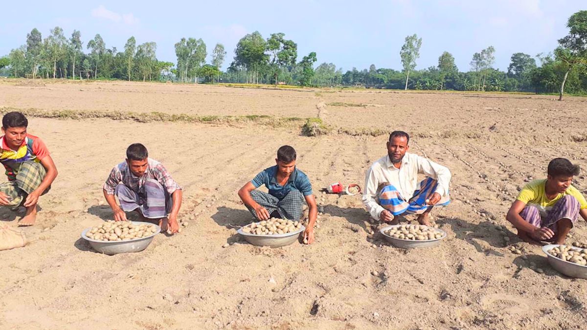 আগাম আলু চাষে ব্যস্ত চাষিরা