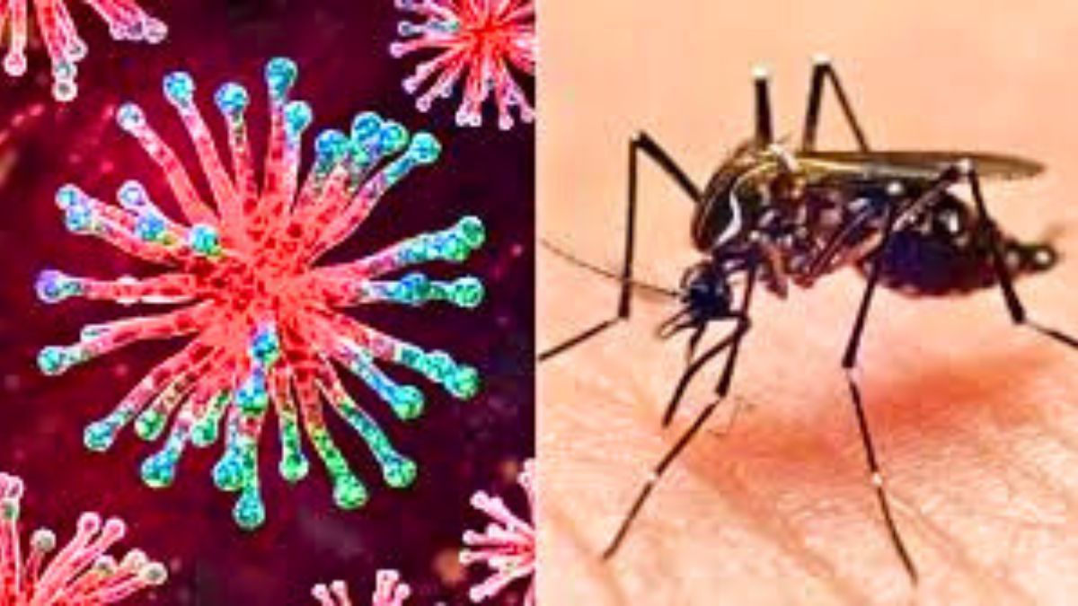 নারায়ণগঞ্জে ডেঙ্গু পরিস্থিতি নিয়ে এনসিপির উদ্বেগ